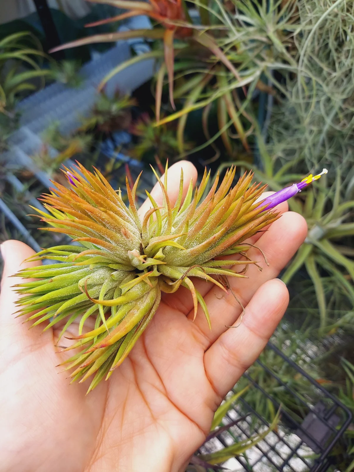 ティランジア　イオナンタ　レボリューション