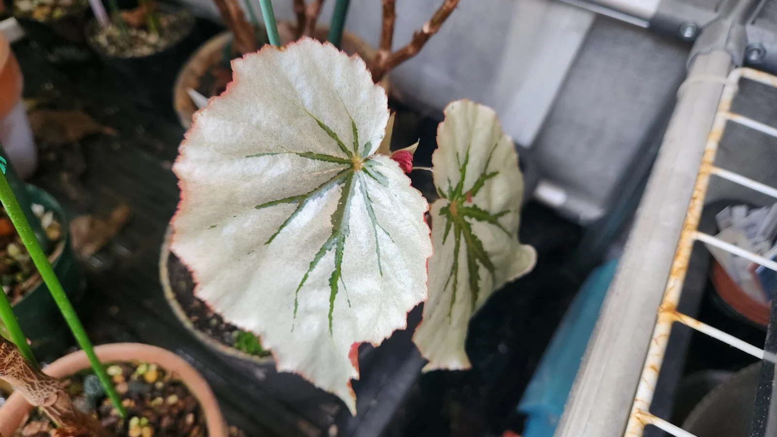 ベゴニア　ルッキンググラス