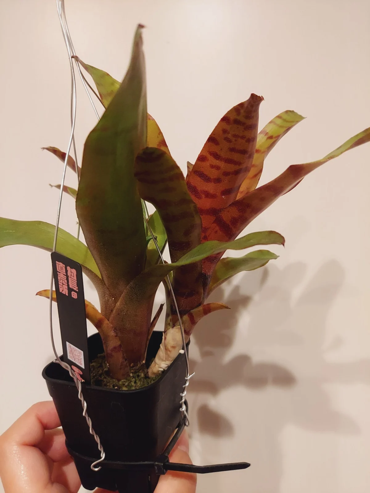 ネオレゲリア　ドルチェデレチェ