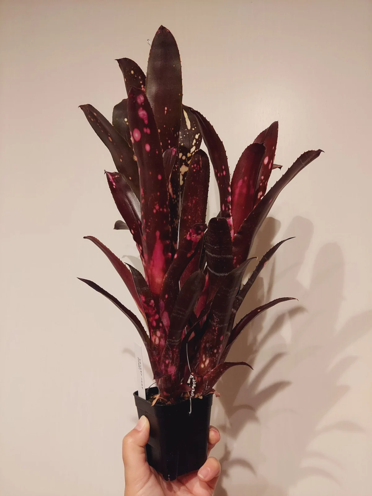 ビルベルギア　ハレルヤ