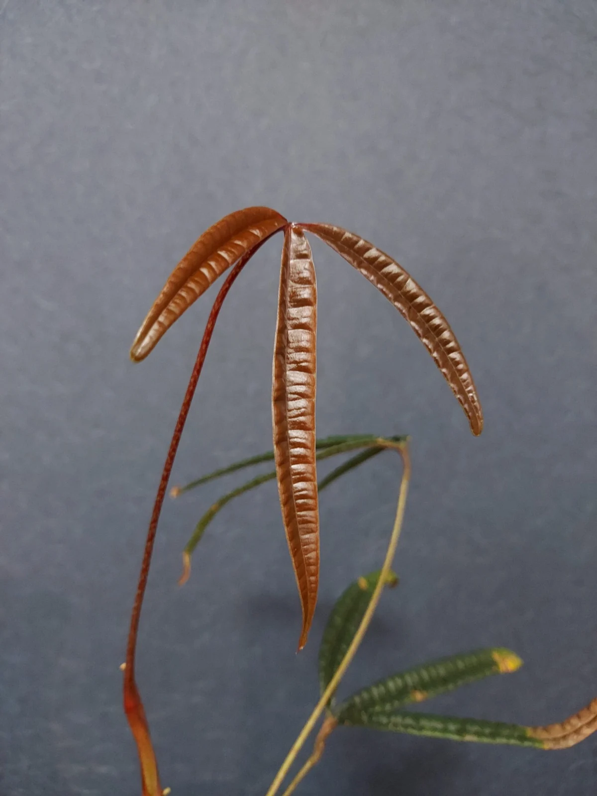 アンスリウム　クツクエンセ