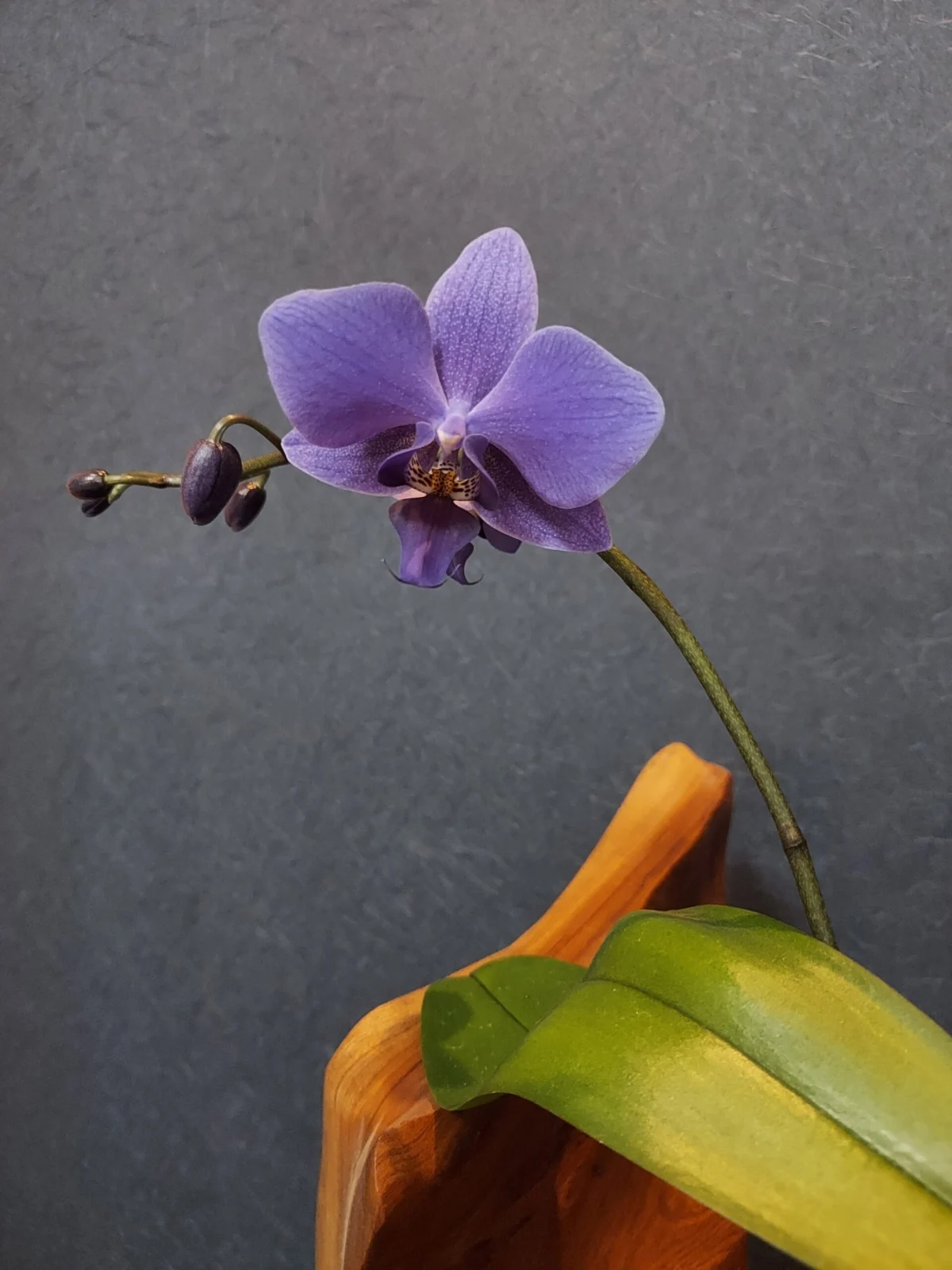 ファレノプシス　ブルージーン　胡蝶蘭