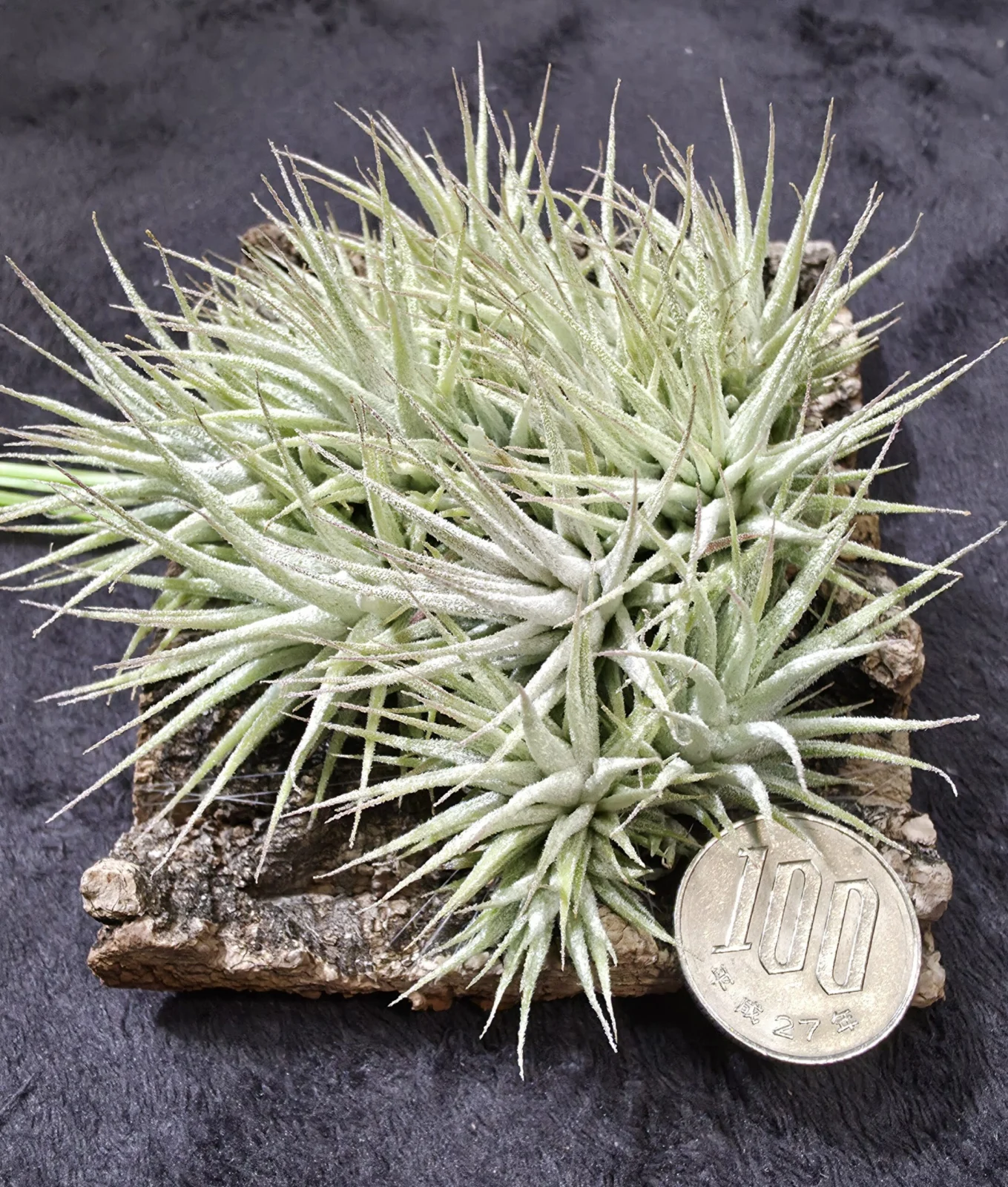 イオナンタ ステッチメッシュ　どシベン作出品種　エアプランツ　チランジア