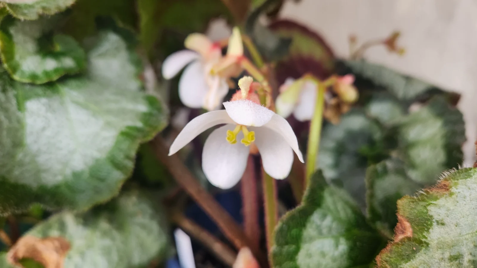 ベゴニア　エスカルゴ