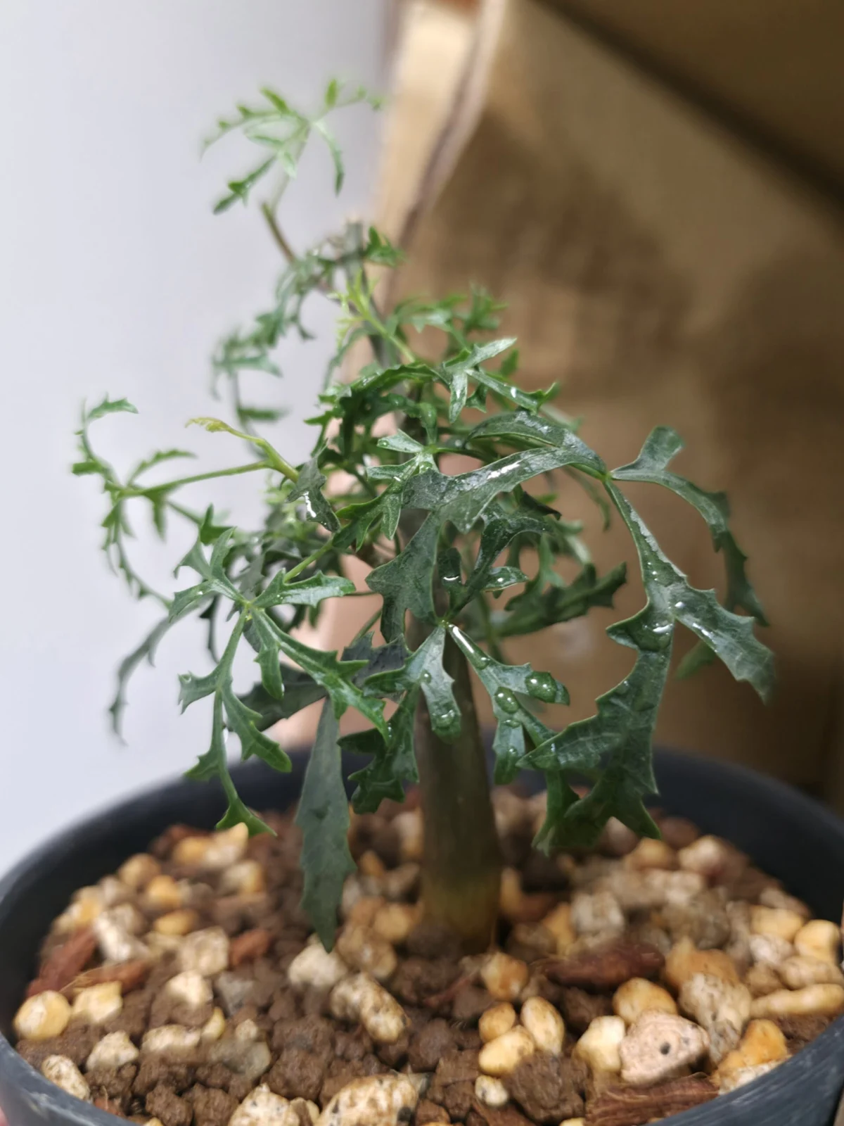 コミフォラ グラキリフロンドーサ　　ミルラ　灌木　塊根　コーデックス