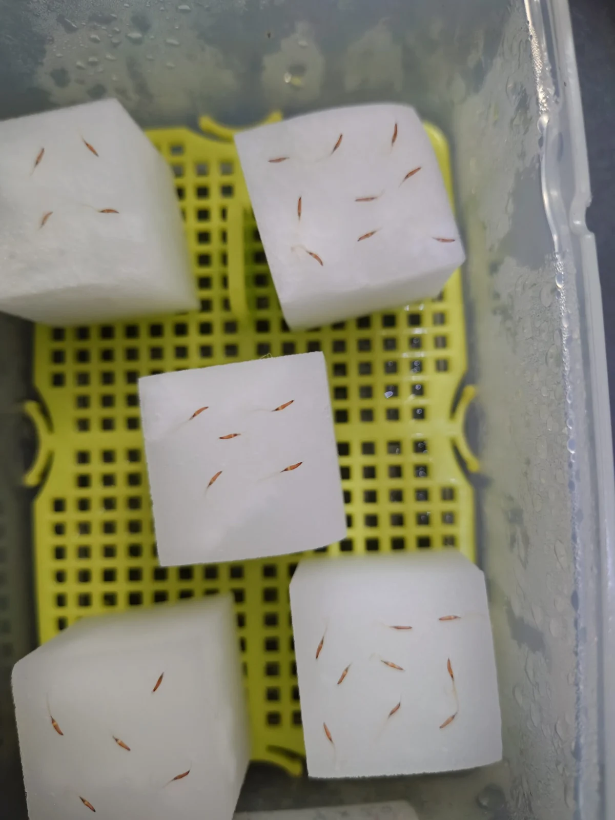 ティランジア　バンハイ　種まき　横浜