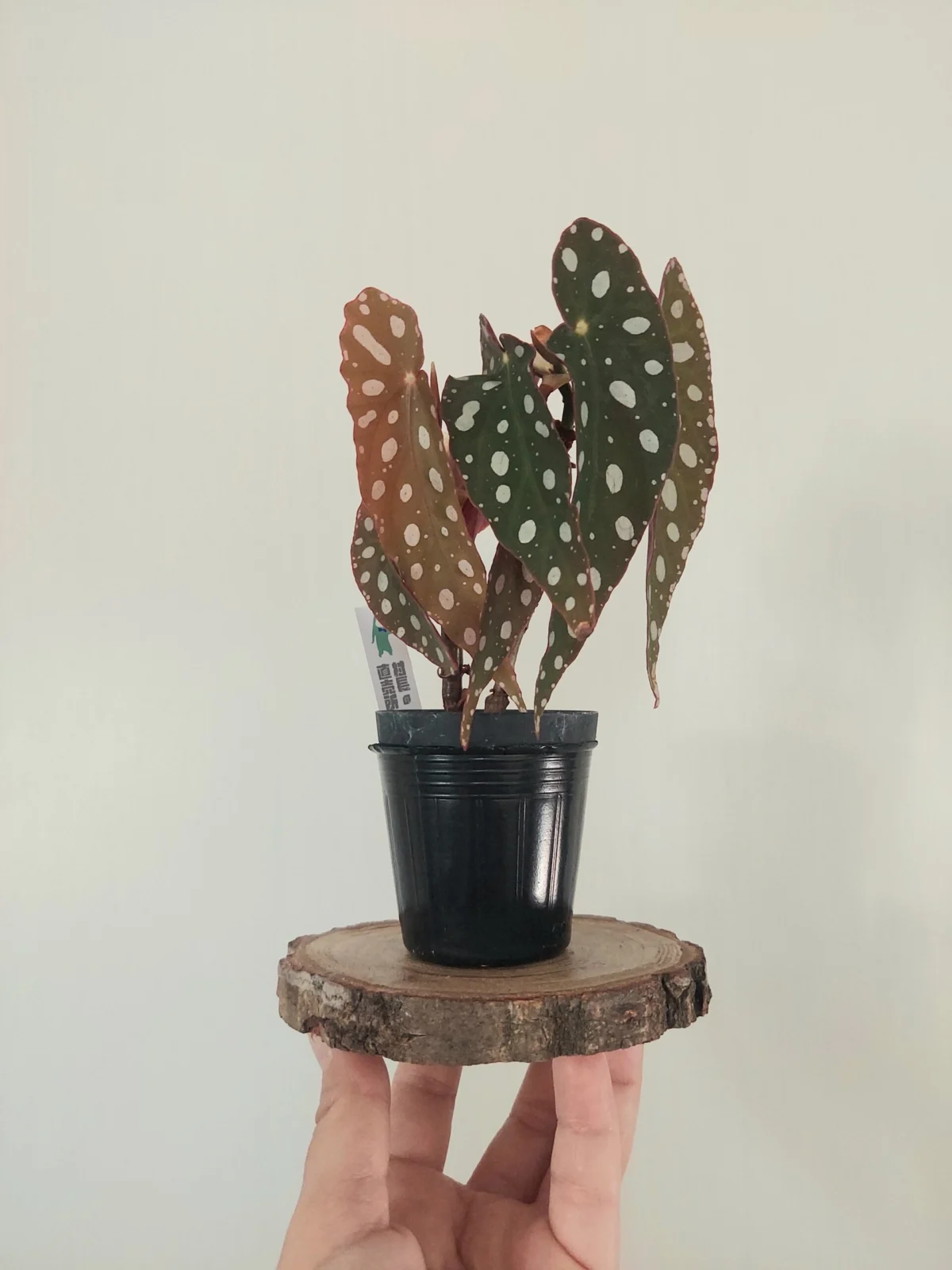 ベゴニア　マクラータ