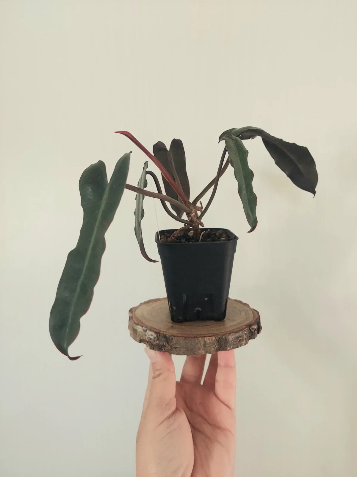 フィロデンドロン　ブラックビリティアエ