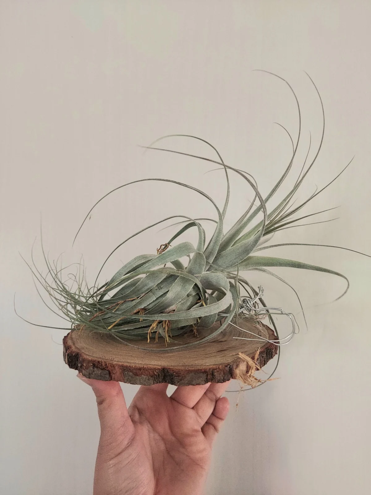 ティランジア　ガルドネリ　DAISO　