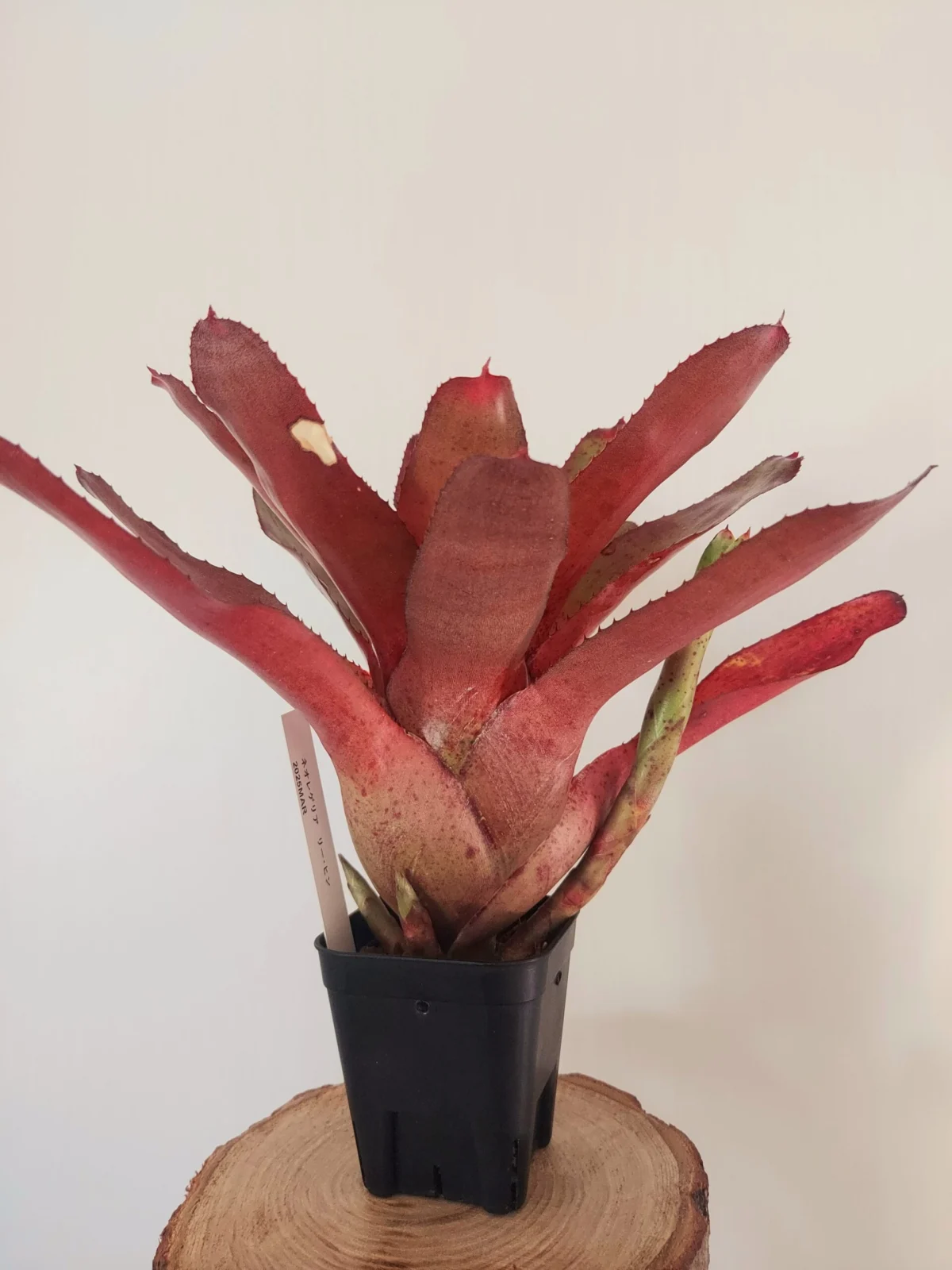 ネオレゲリア　リーヒン