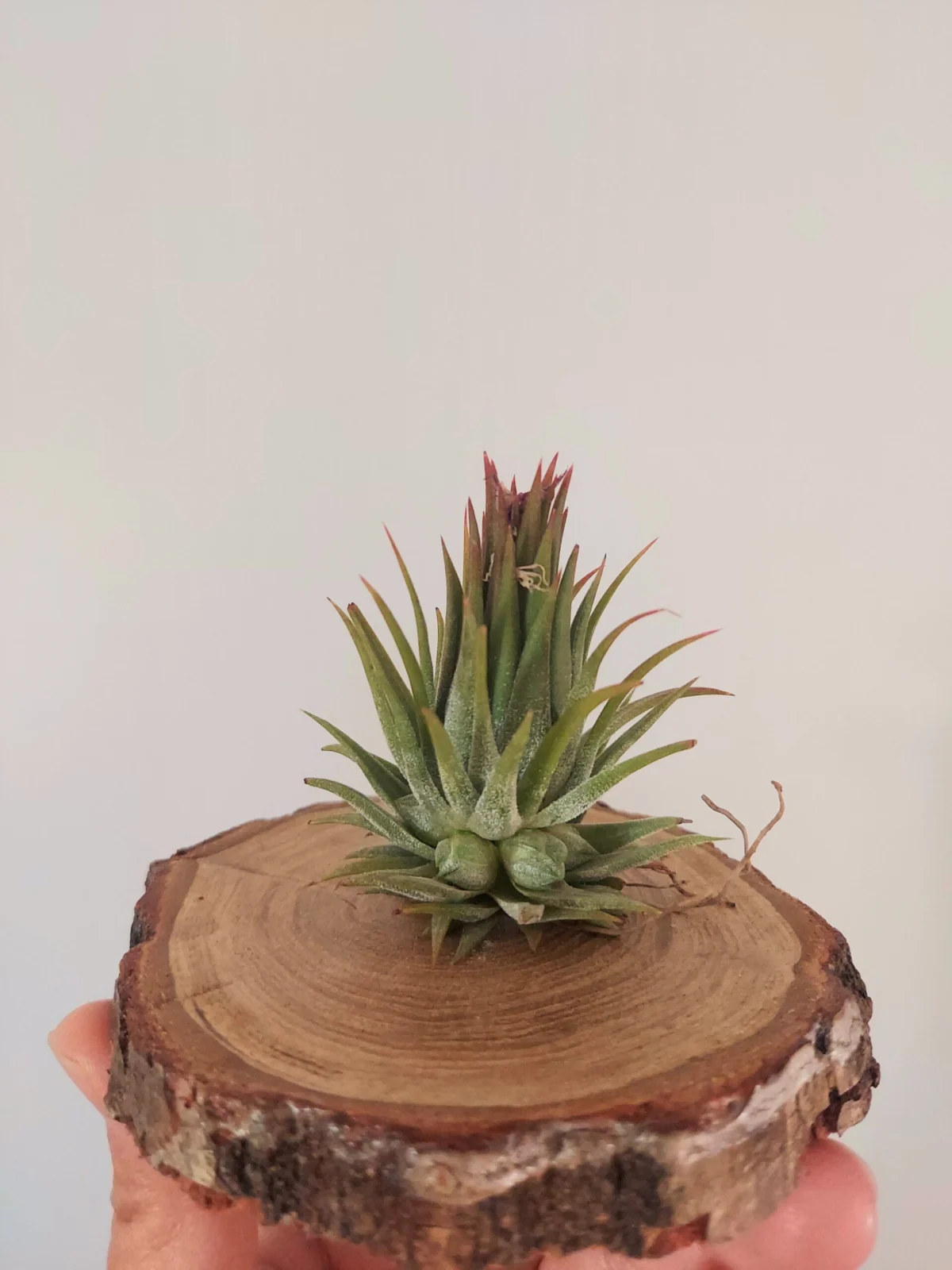 ティランジア　ピーナッツ