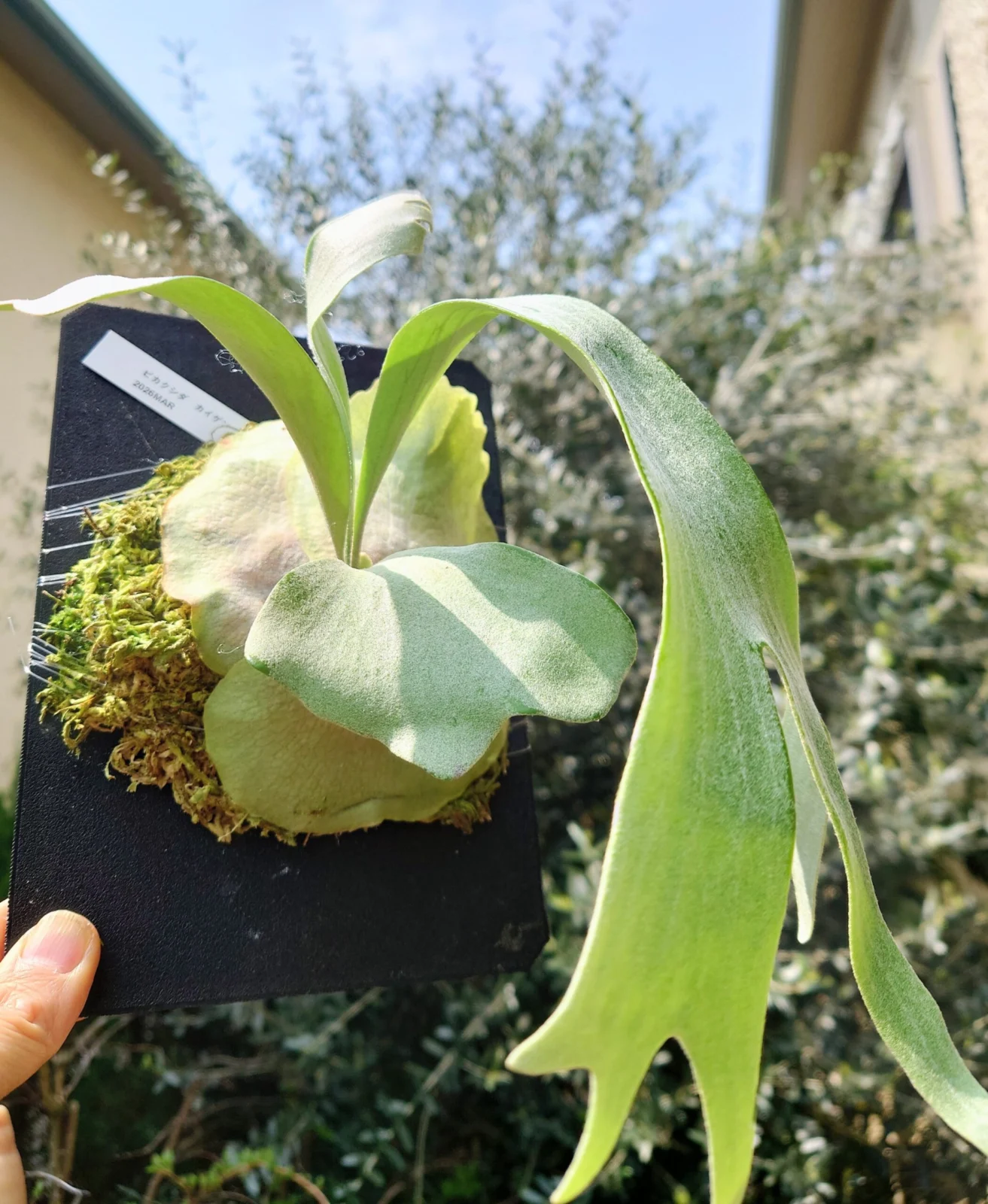 ビカクシダ　カイゲン