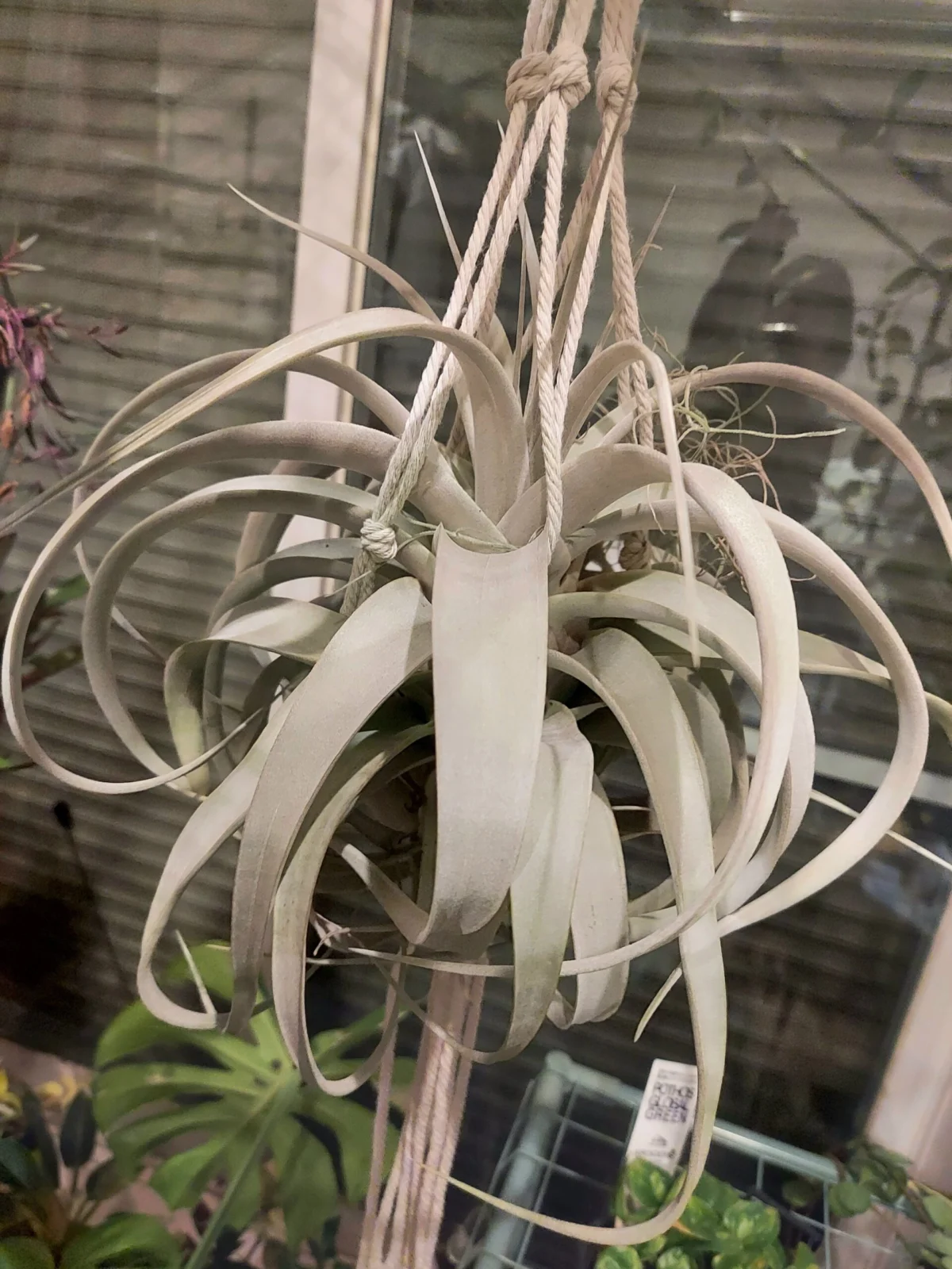 ティランジア　キセログラフィカ