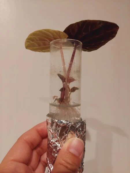 ペペロミア　キト