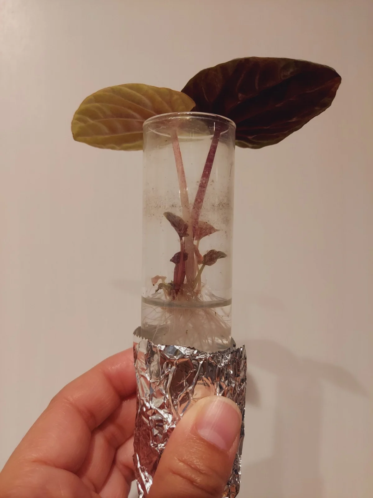 ペペロミア　キト