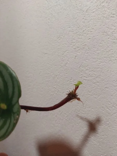 ペペロミア　サンデルシー　スイカペペ　