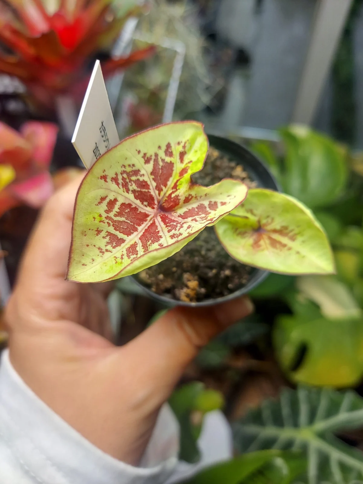 カラジウム　ピーチジュース