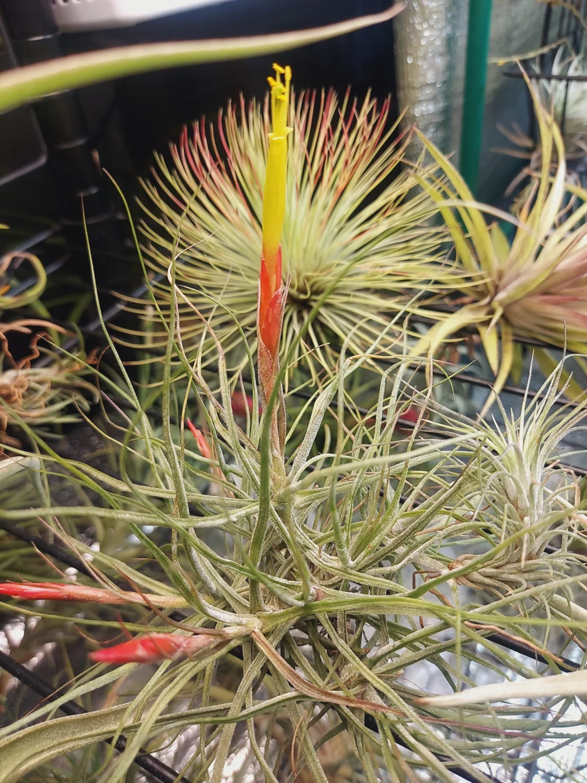 ティランジア　シーディアナ　クランプ　花