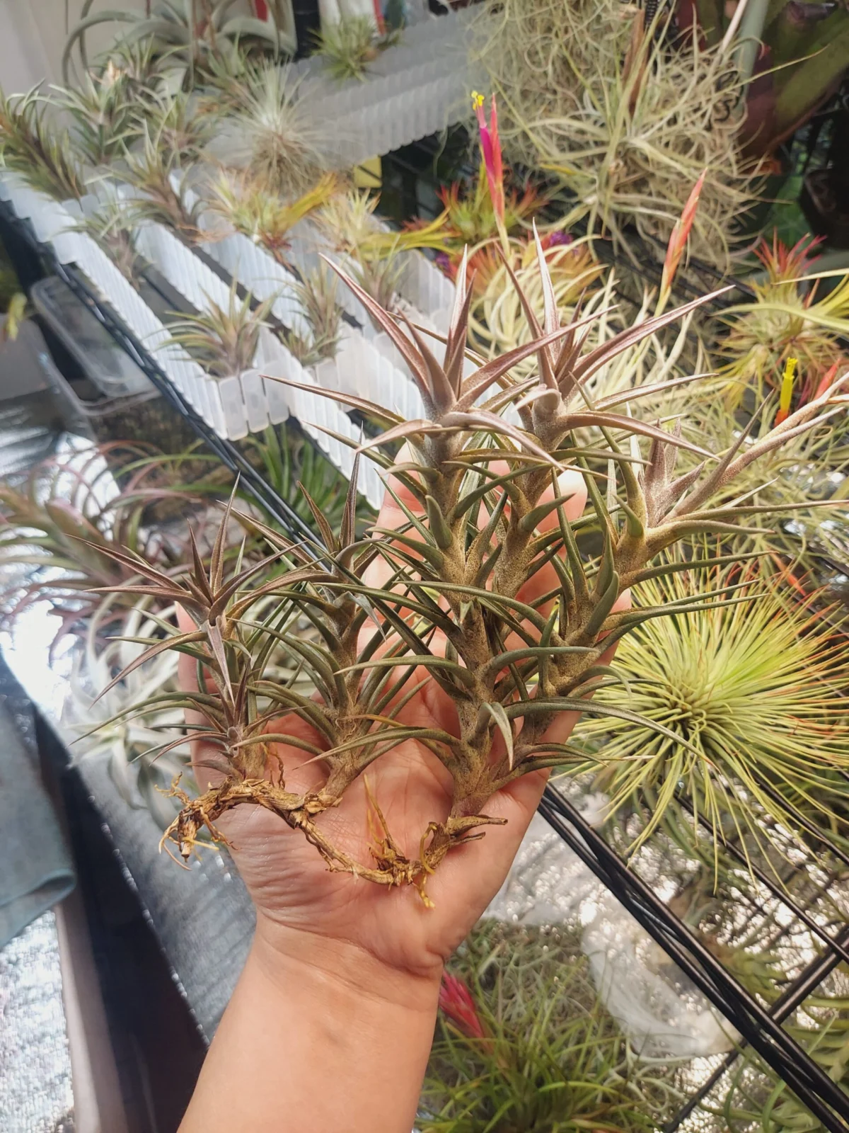 ティランジア　ジョネシー　クランプ