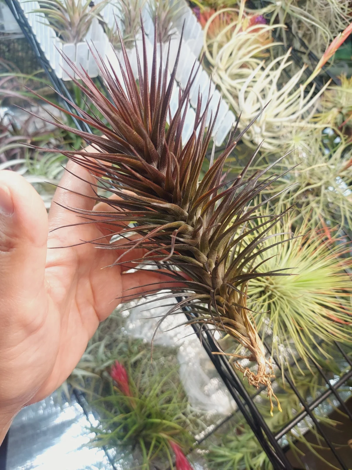 ティランジア　ティヌイフォリア　スリナメンシス