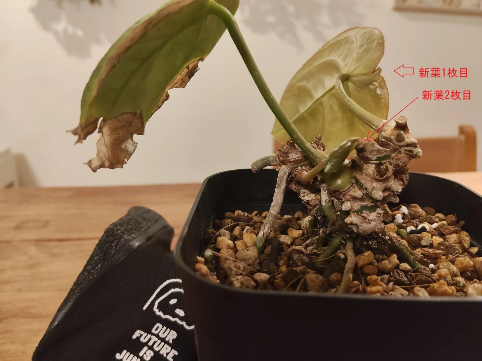 アンスリウム フォルゲッティ　ドリル