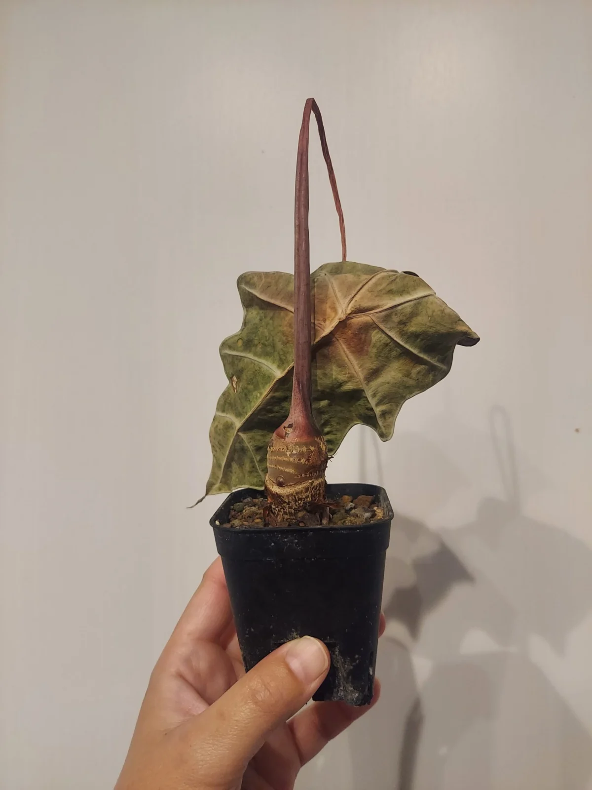 アロカシア　アマゾニカポリー　枯れ