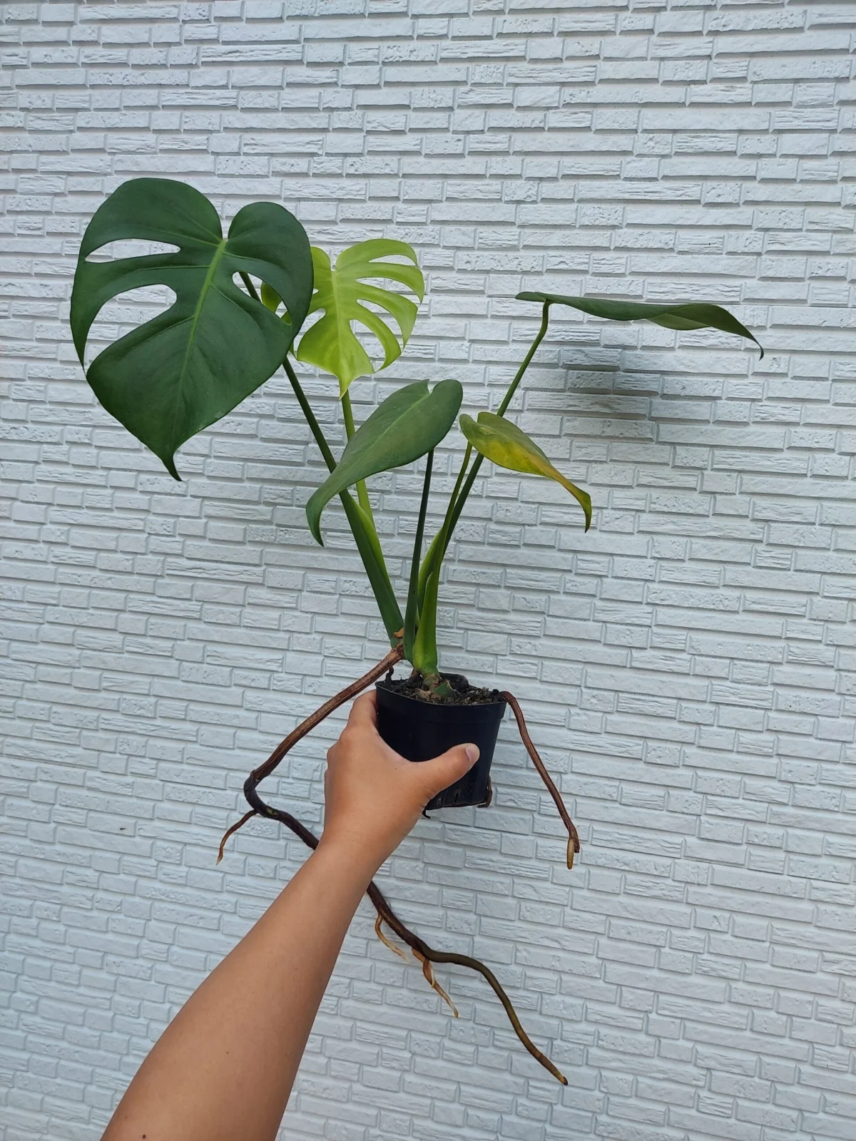 モンステラ　デリシオーサ　節臥せ