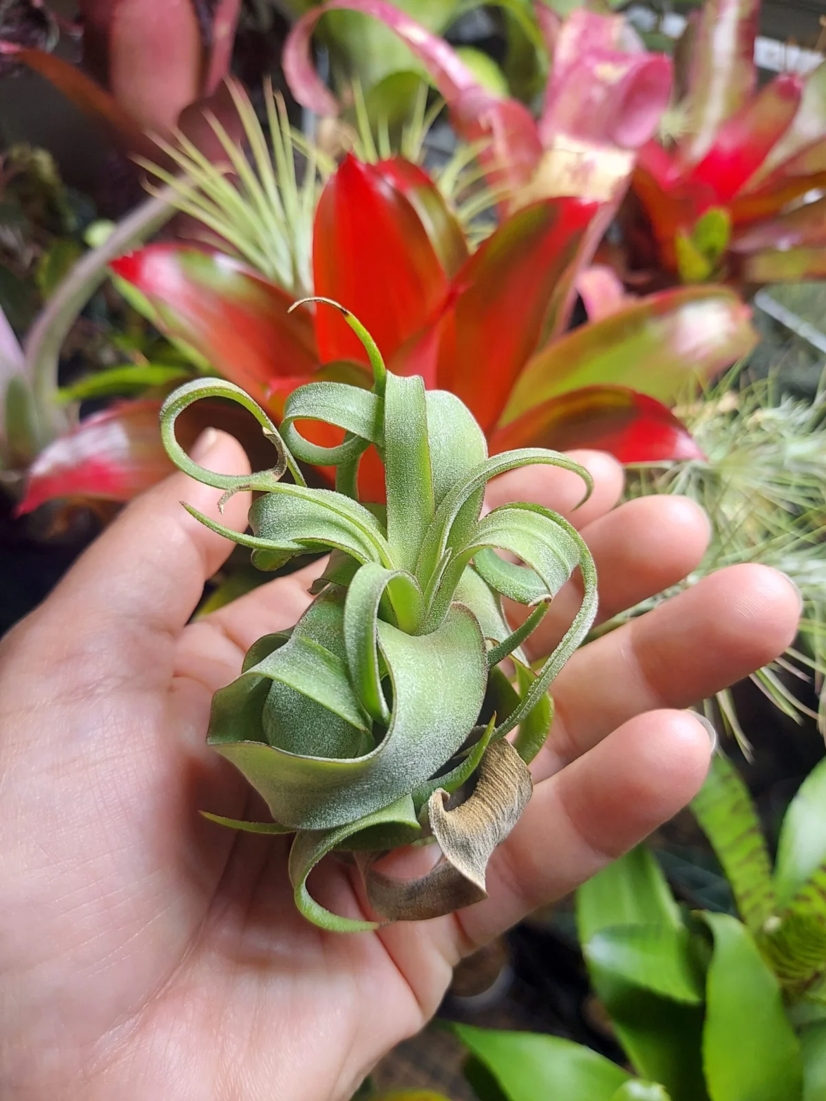 ティランジア　ストレプトフィラ