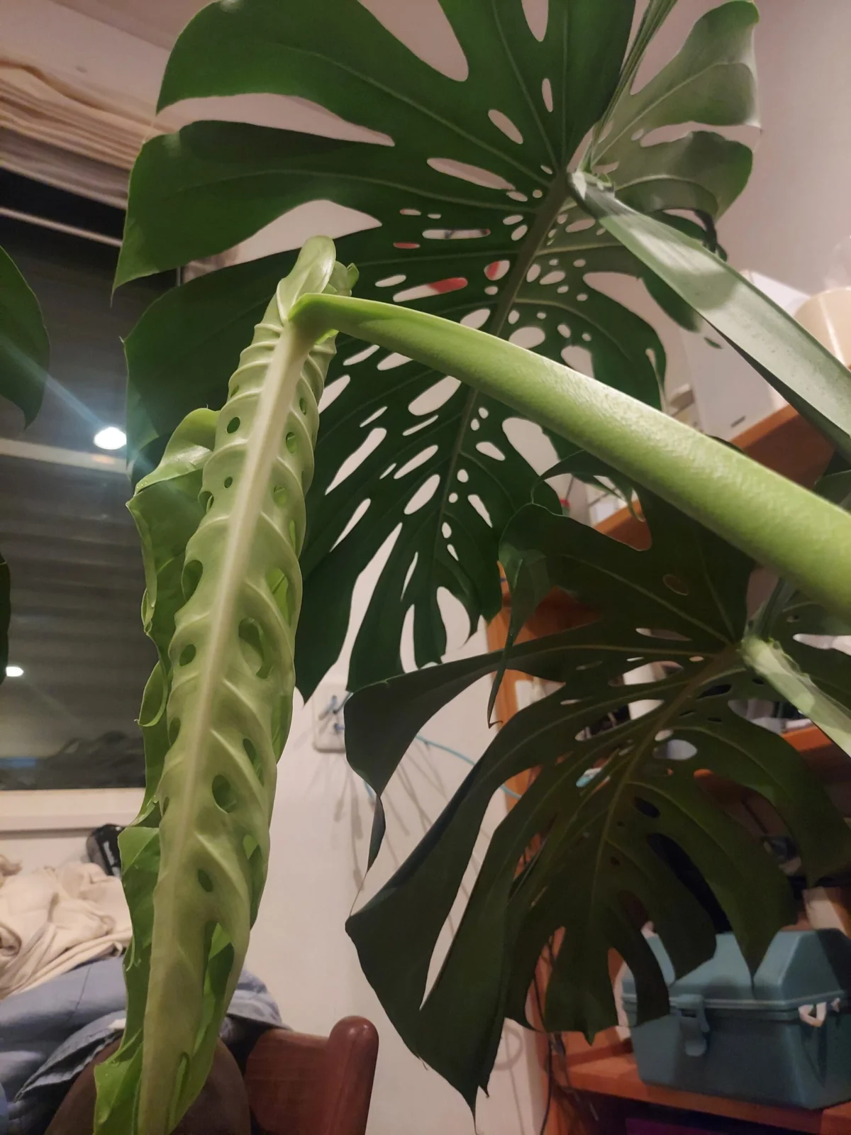 モンステラ　デリシオーサ　新葉