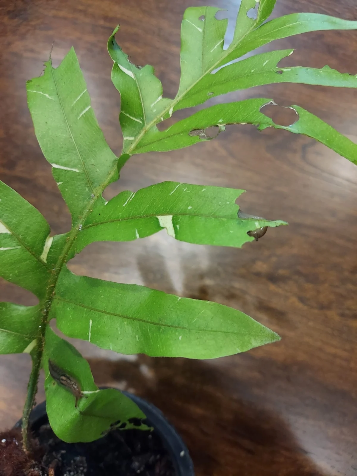 ドリナリア　クエルシフォリア　ナメクジ　害虫