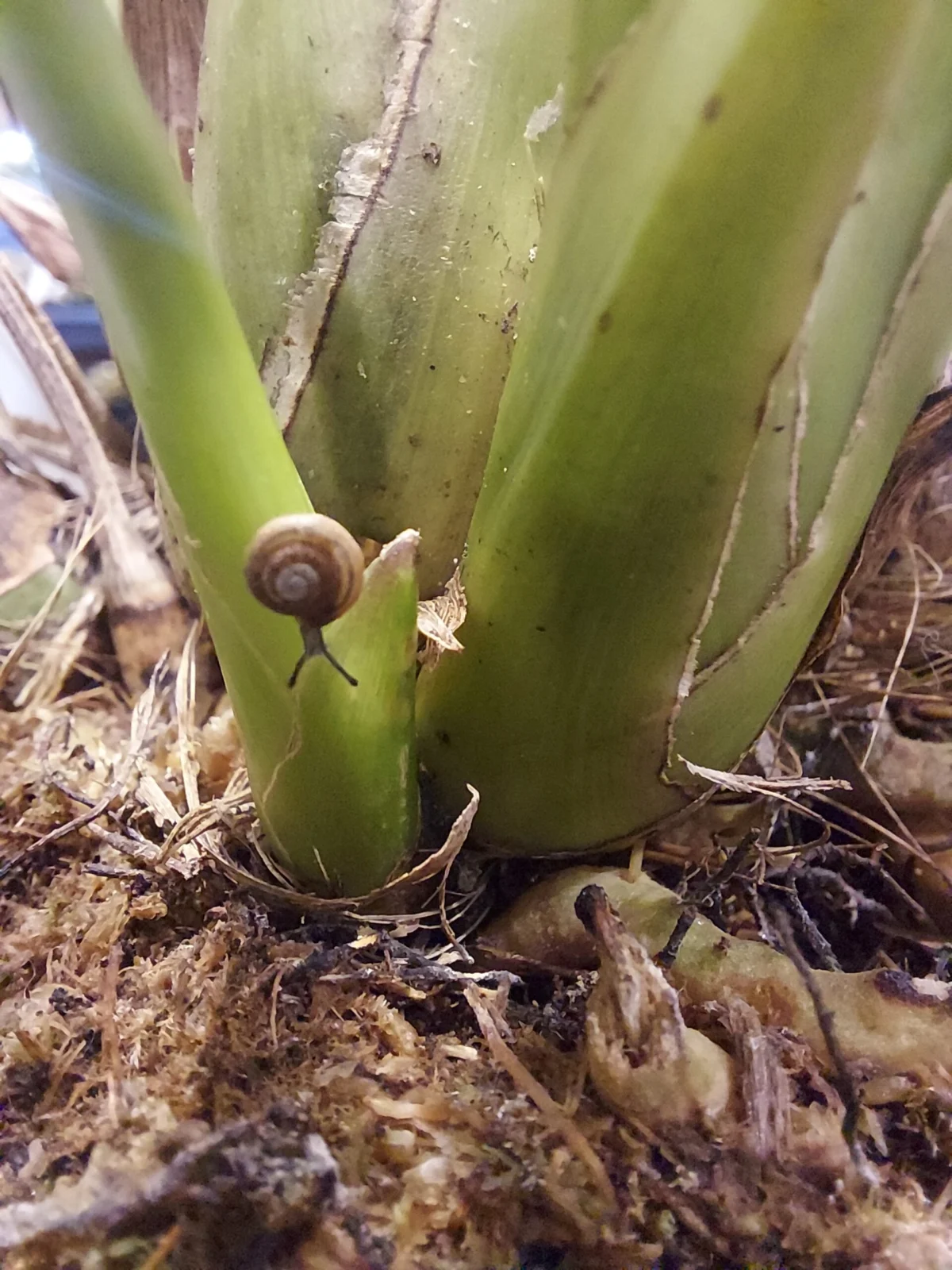 シンビジウム　和蘭　害虫　カタツムリ