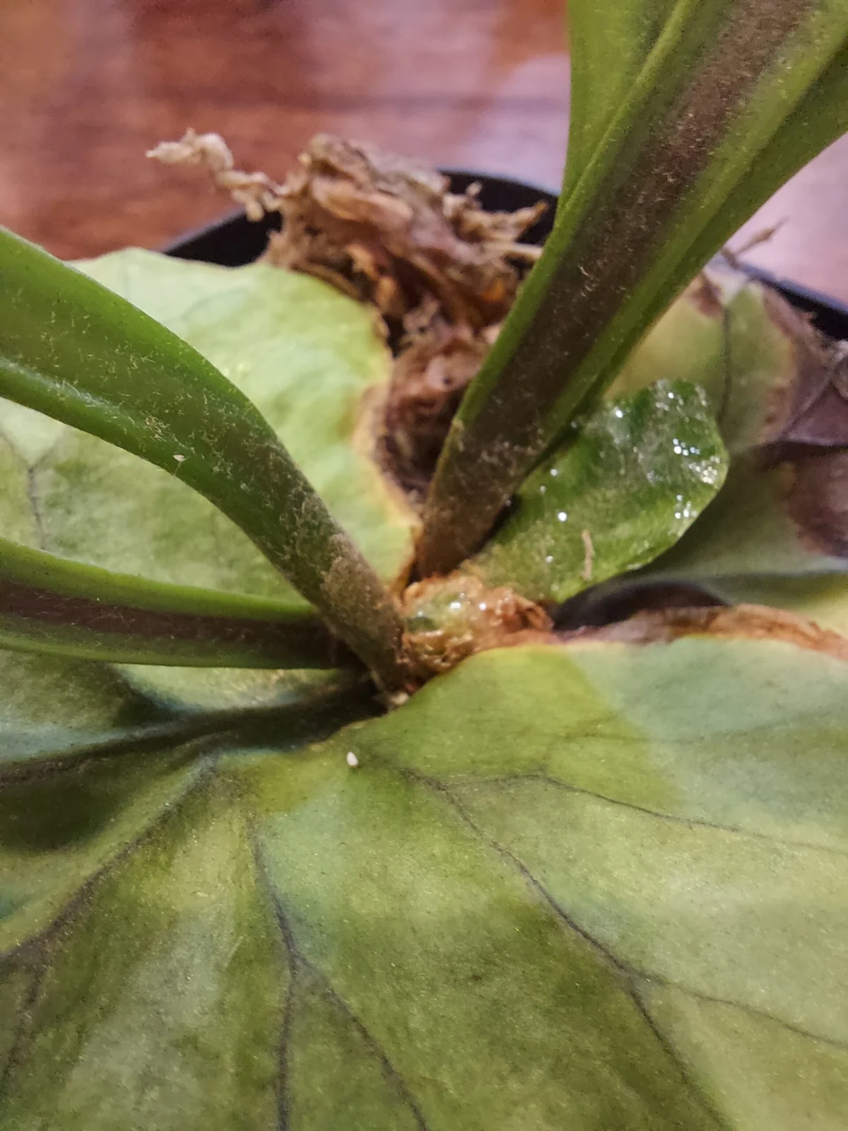 ビカクシダ　リドレイ　害虫　ナメクジ