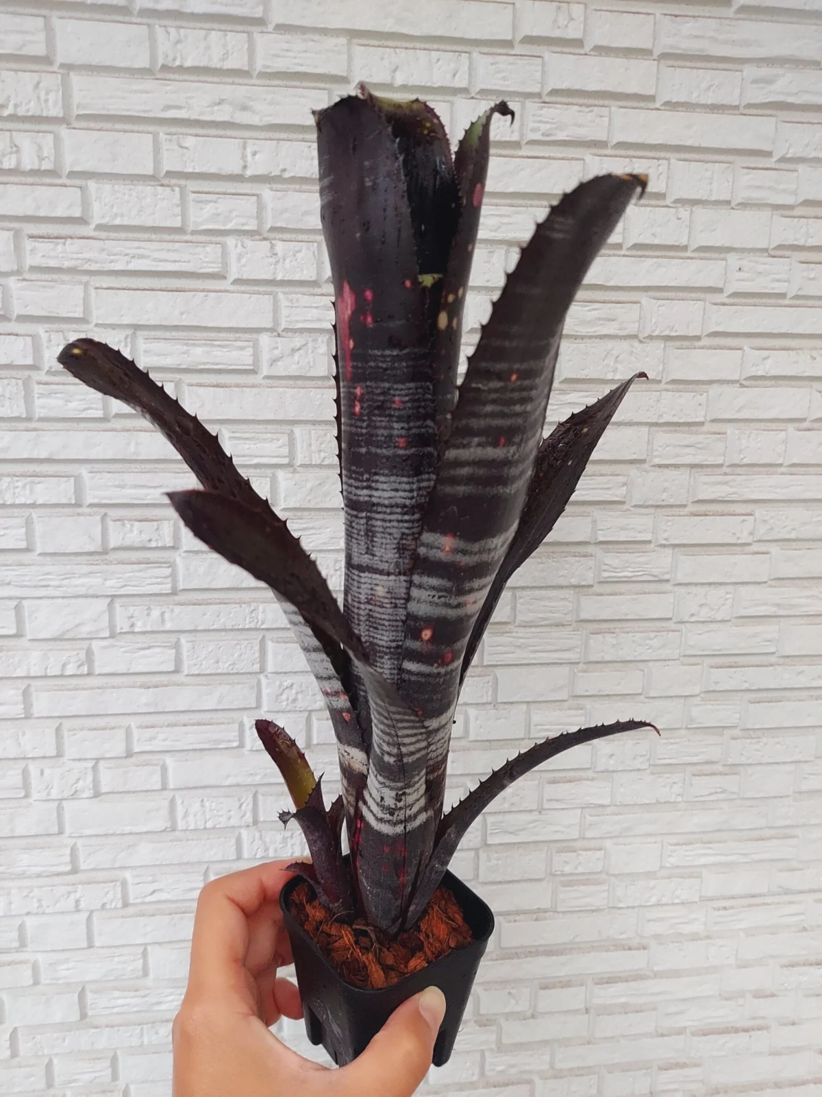 ビルベルギア　ダース・ベイダー