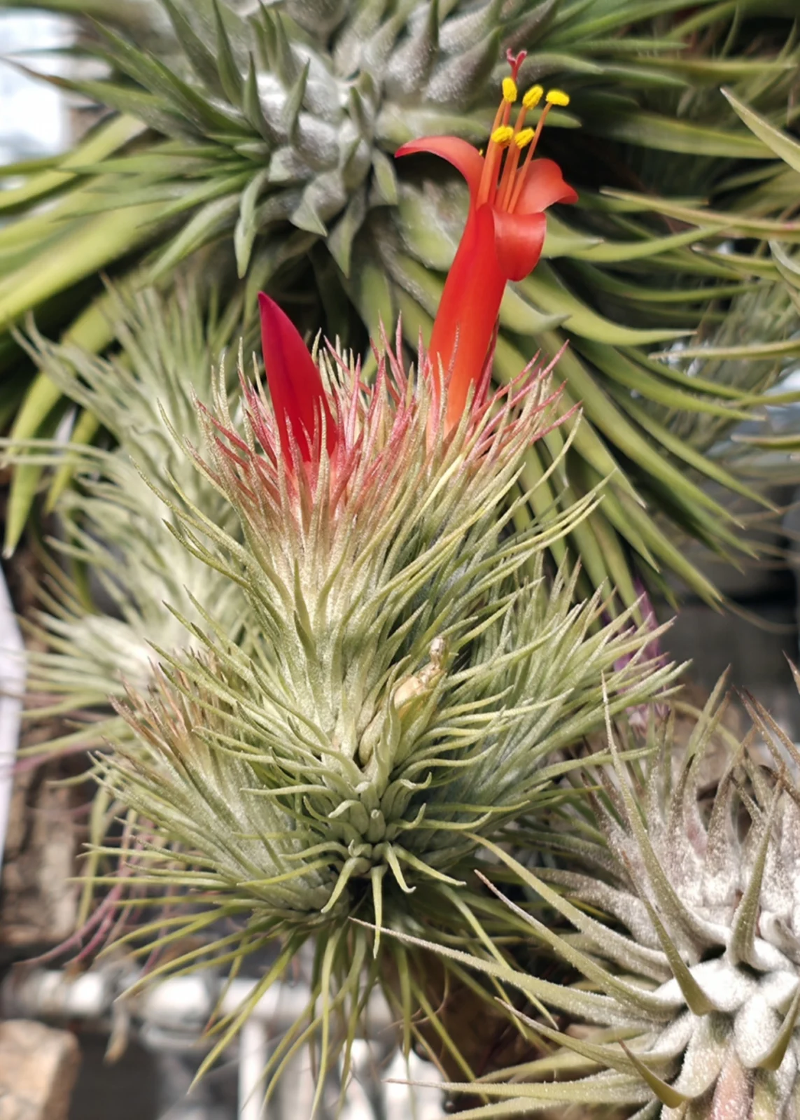 ティランジア フンキアナ　　チランジア エアプランツ エアープランツ ダイソー