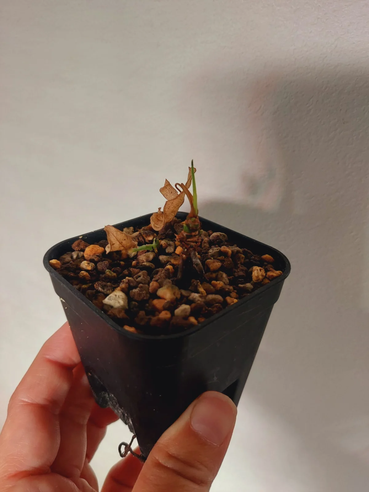 シンゴニウム　ミルクコンフェッティ　水切れ