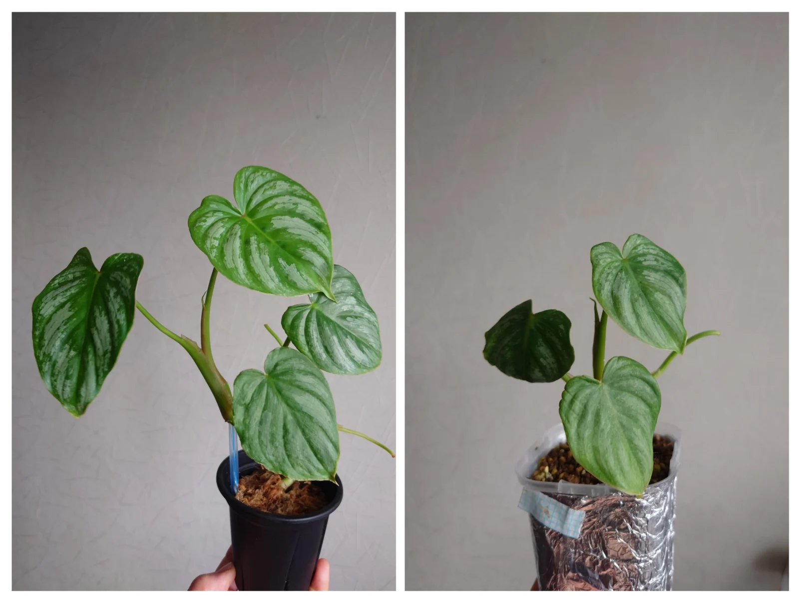 フィロデンドロン パスタザナム