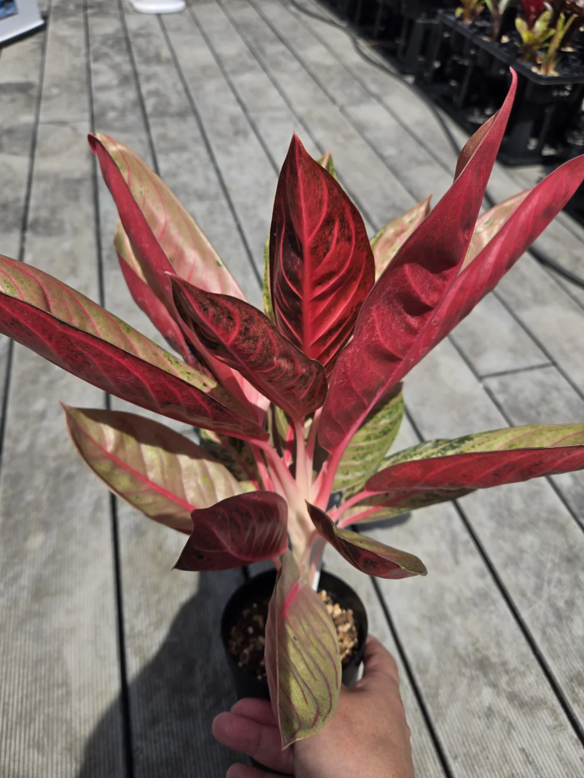 横浜　アグラオネマ　レッドスマトラ