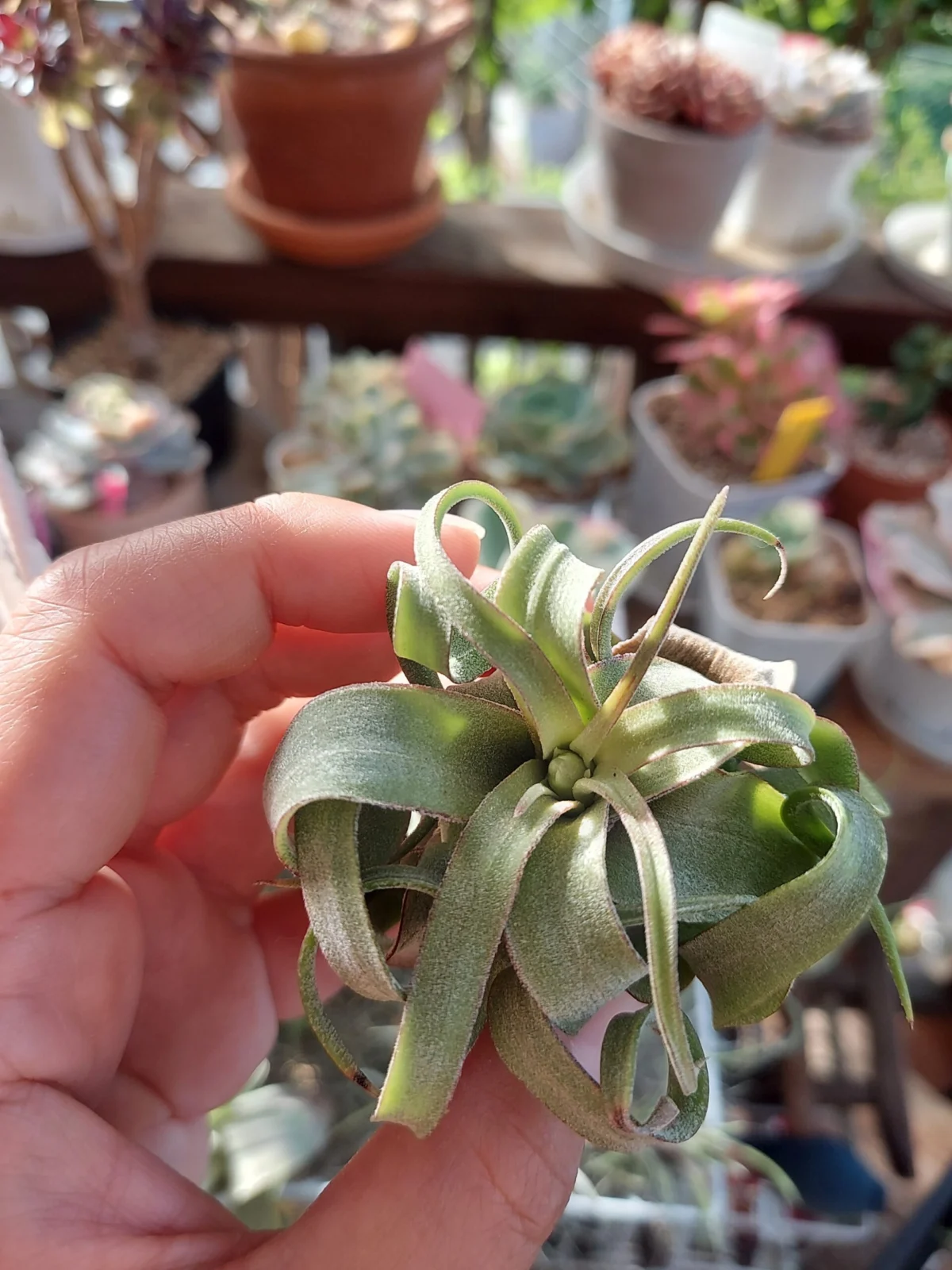 ティランジア　ストレプトフィラ　花芽