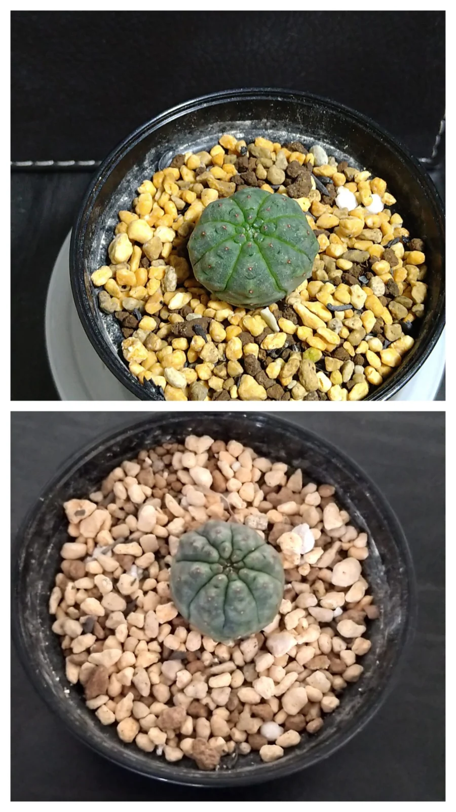 ユーフォルビア オベサ