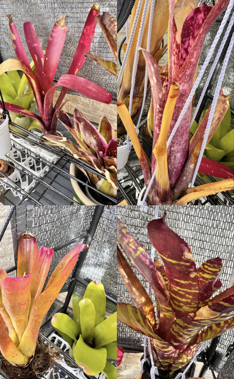 タンクブロメリア　耐寒試験