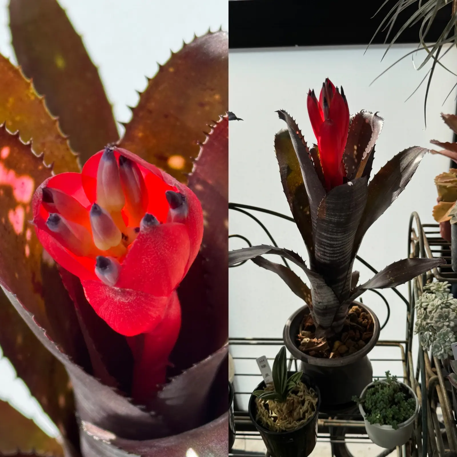 ビルベルギア スモークスタック