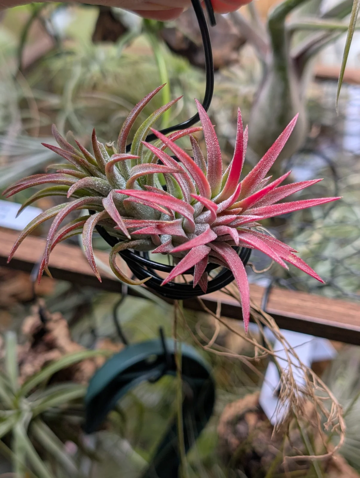 ティランジア　札落ち