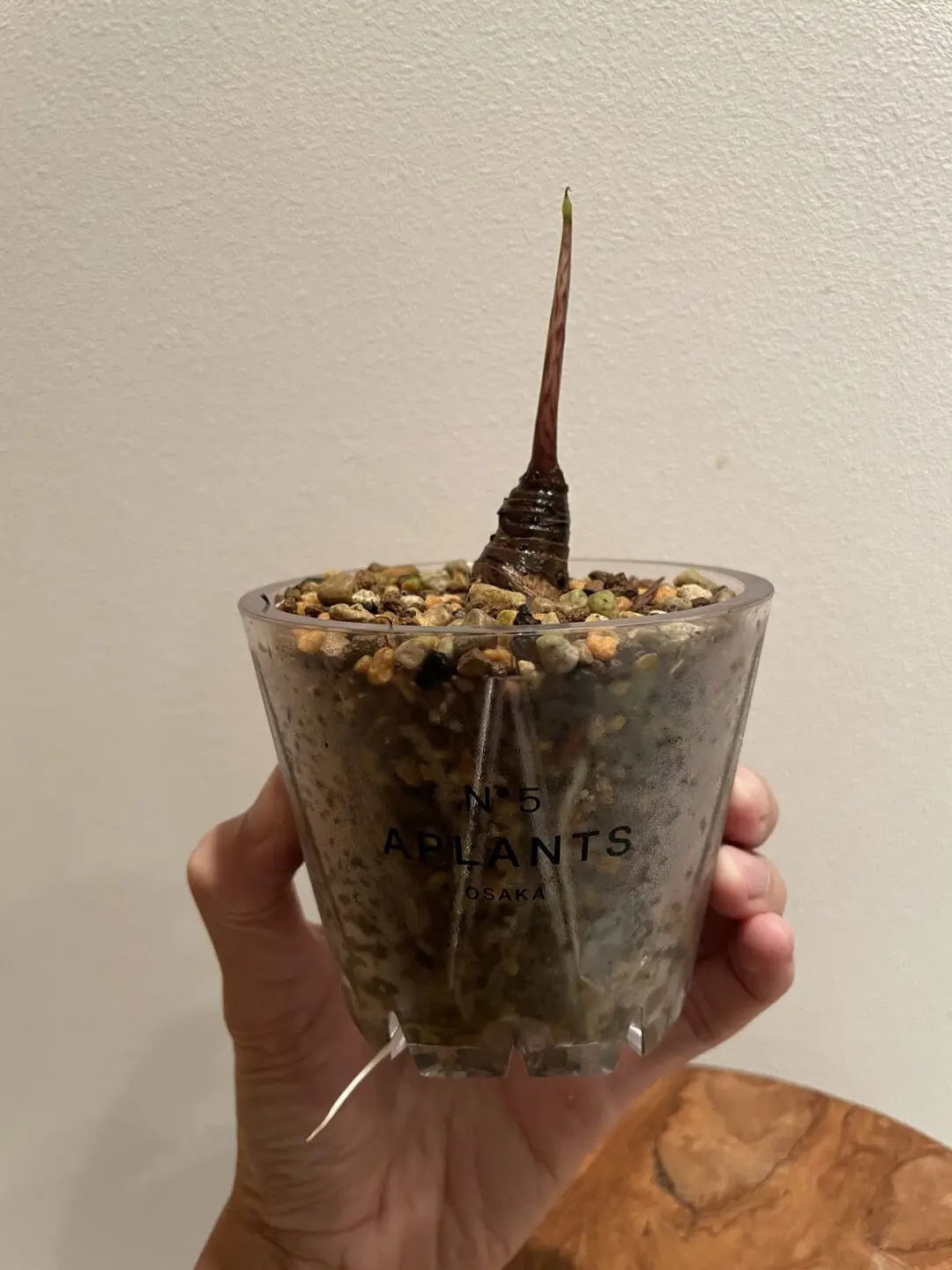 アロカシア　ジャクリン