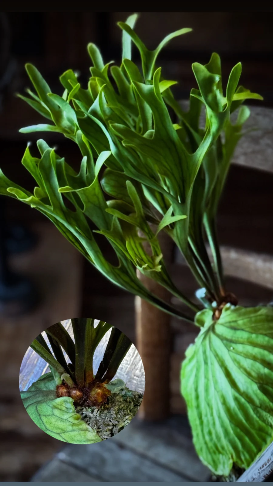 ビカクシダ　リドレイ　ワイルド