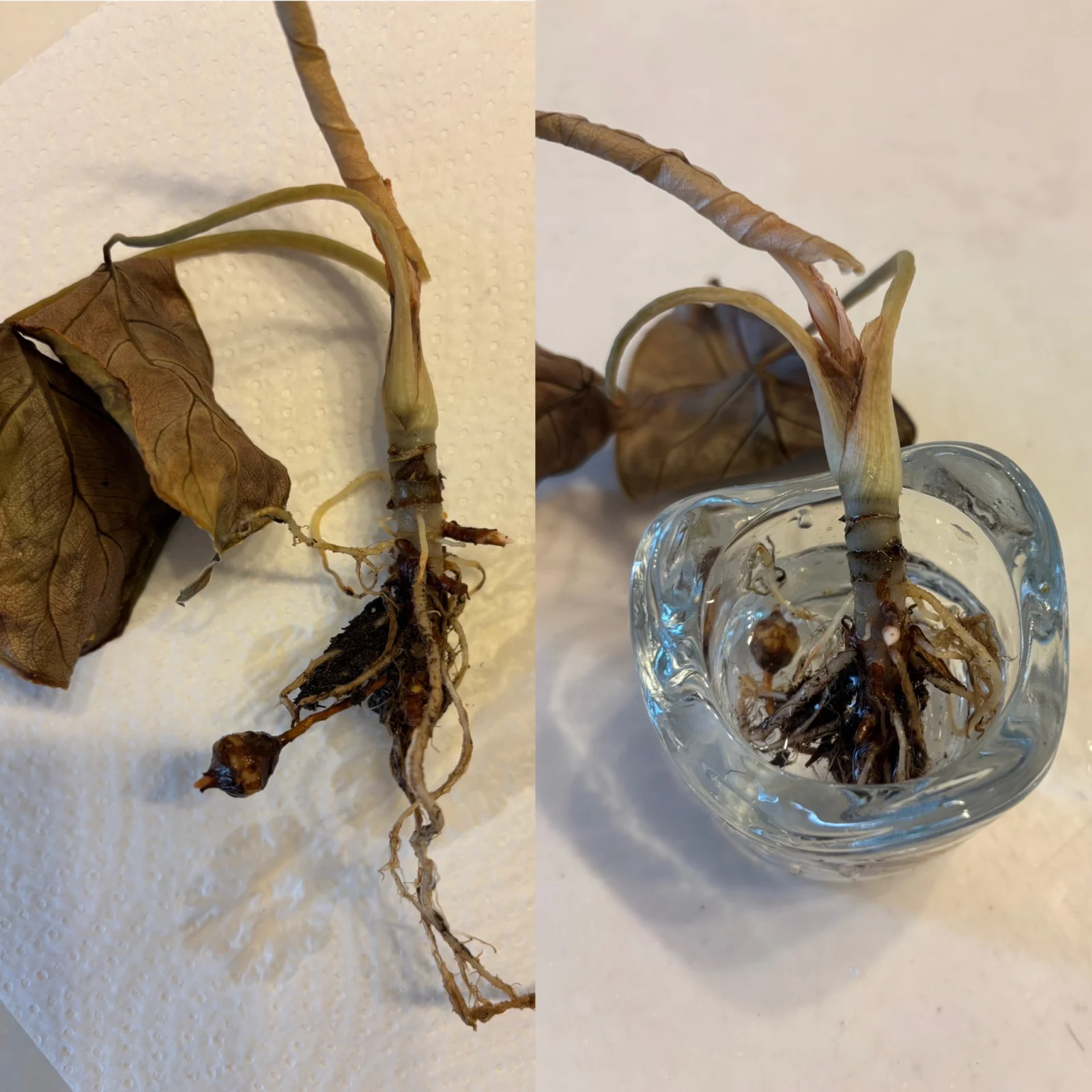 アロカシア　アズラニー　枯れ