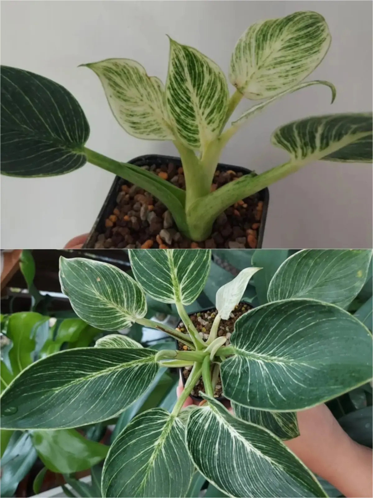 フィロデンドロン　バーキン　成長