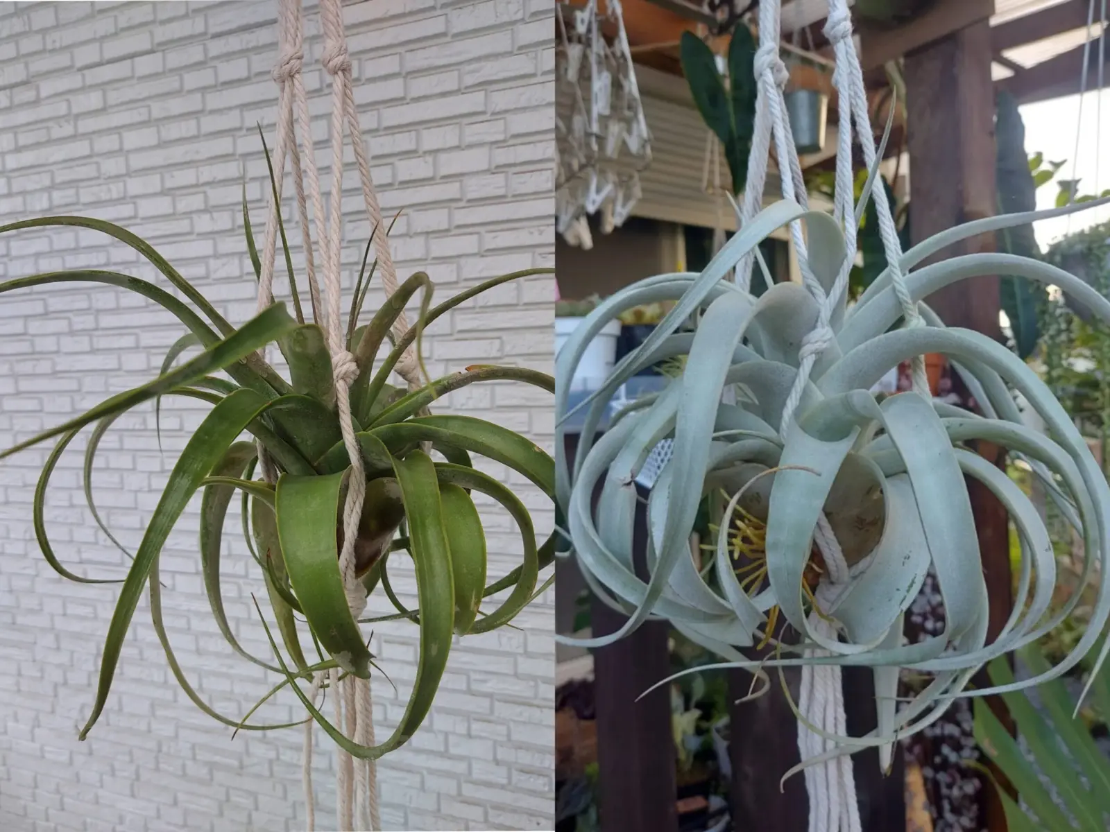 ティランジア　キセログラフィカ　成長