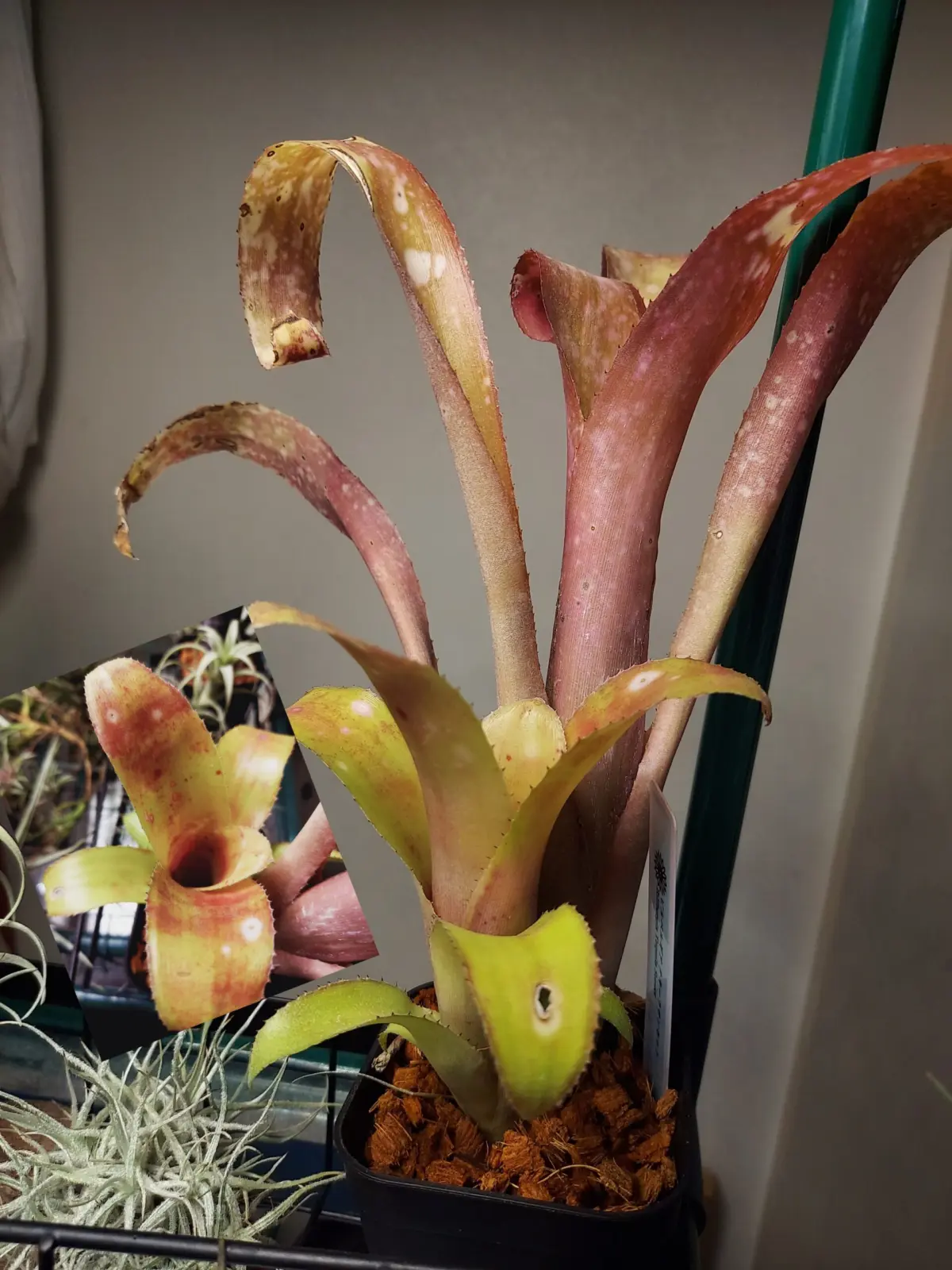 ビルベルギア　テキーラサンセット