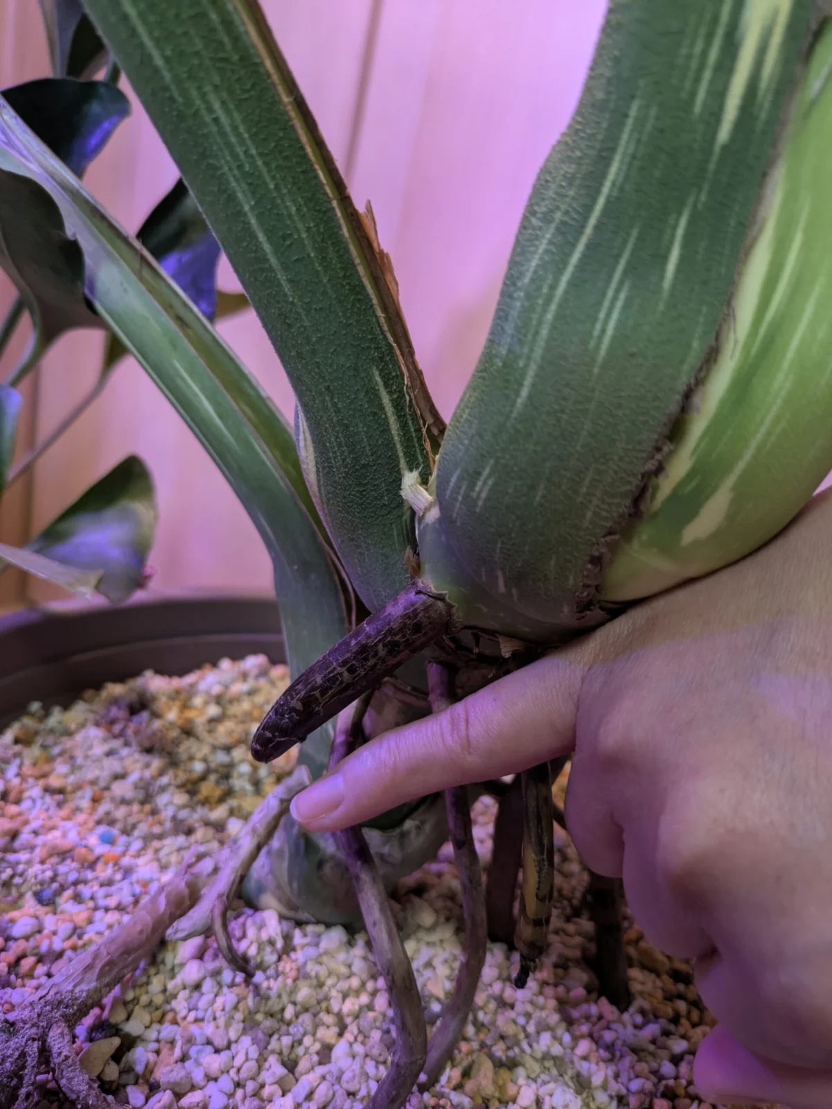 モンステラ　デリシオーサ　フイリ