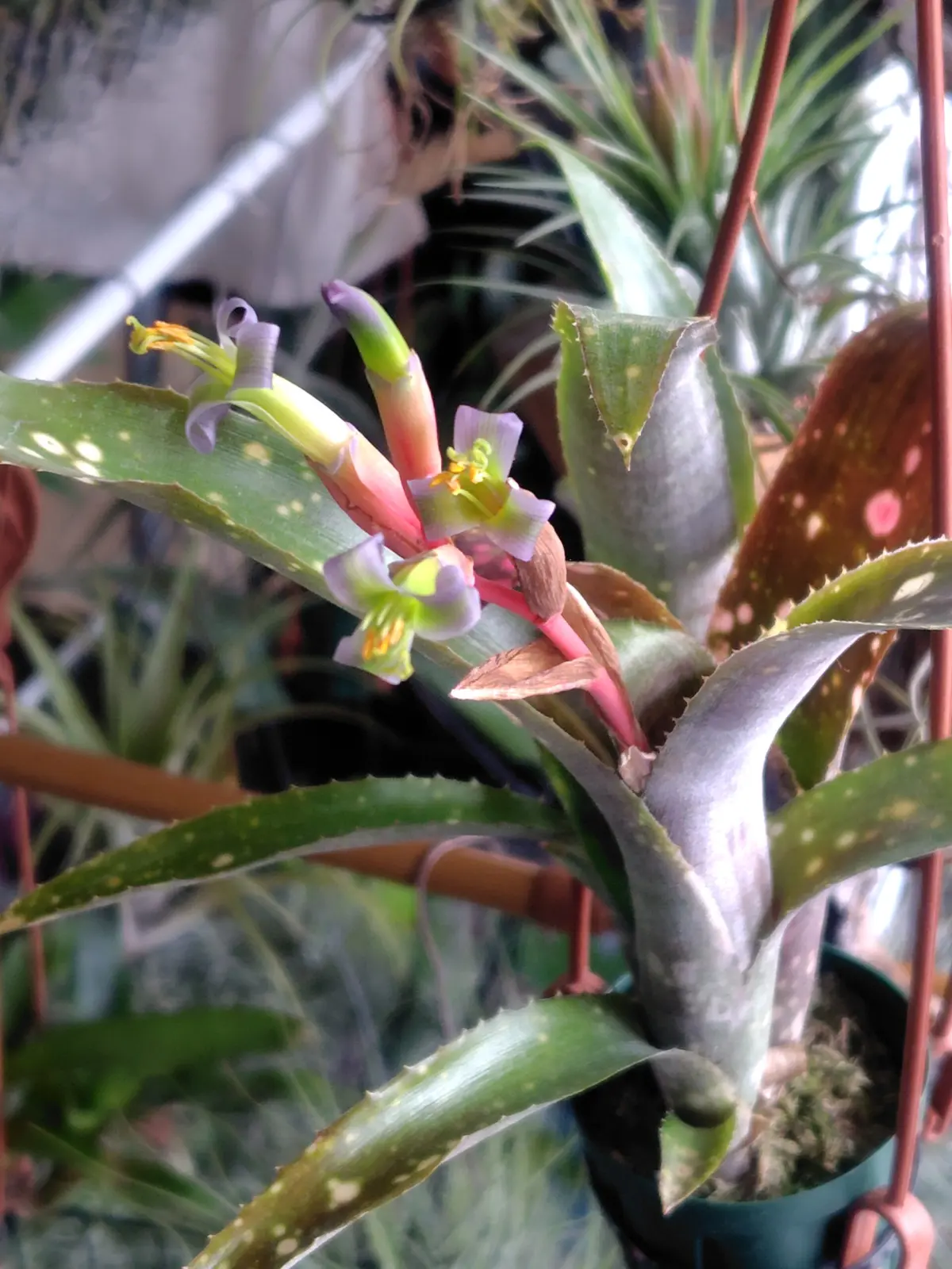 ビルベルギア　ポキートブランコ　花